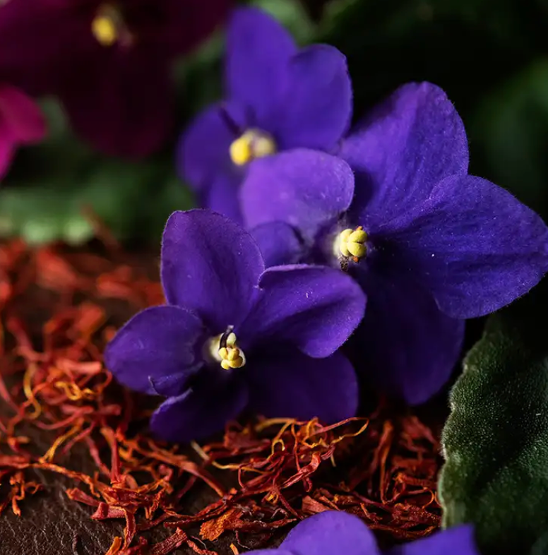 Black Violet & Saffron