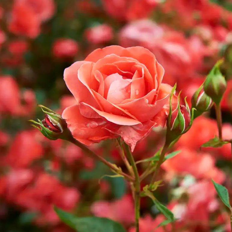 Bohemian Rose