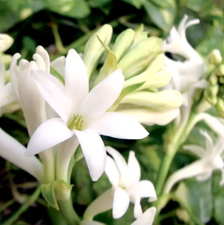 Gardenia Tuberose