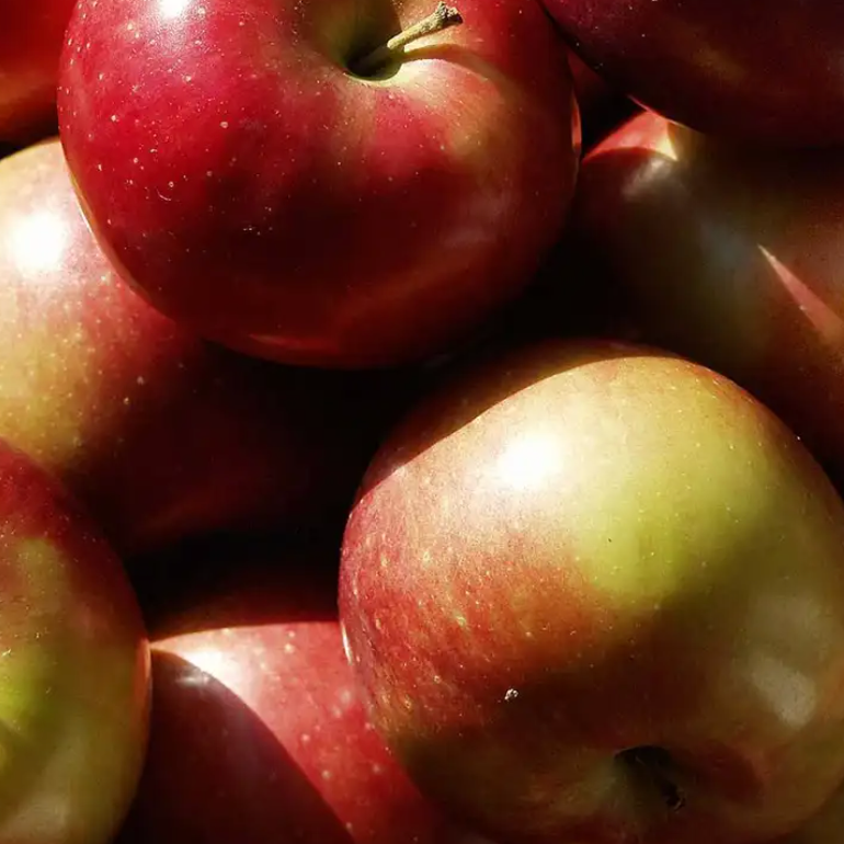 Macintosh Apple