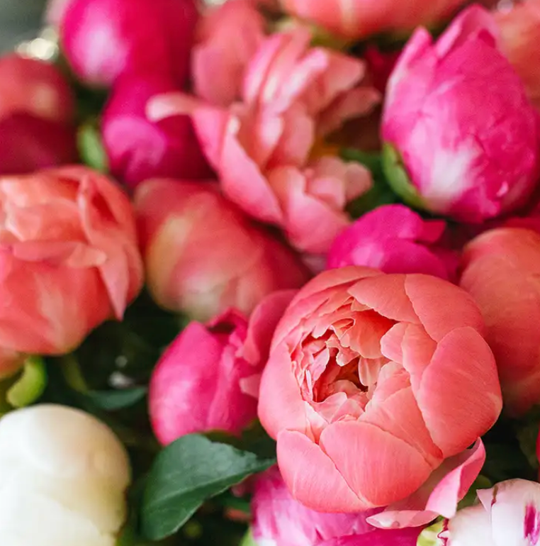 Magnolia & Peony