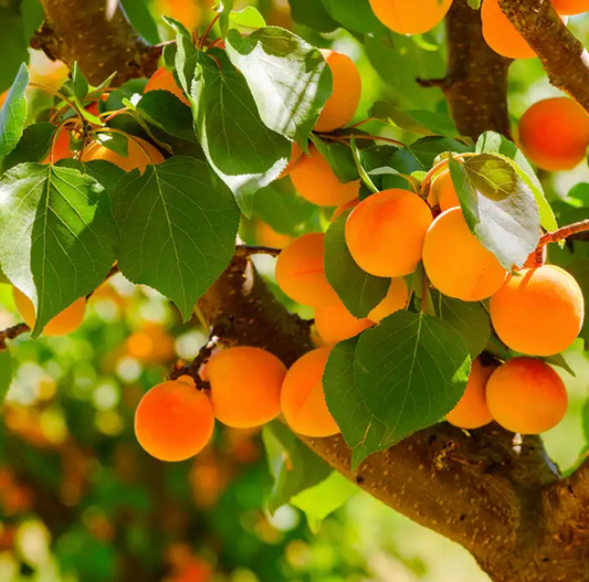 Apricot Grove