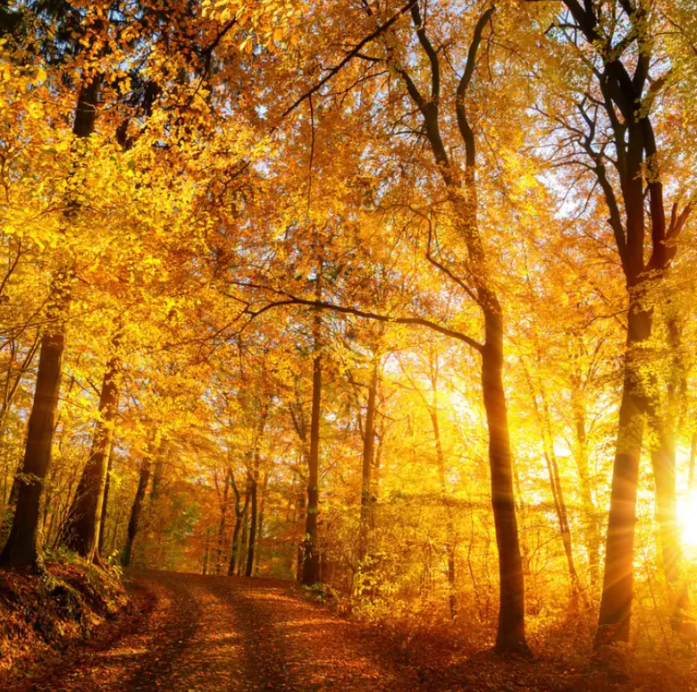 Autumn Glow