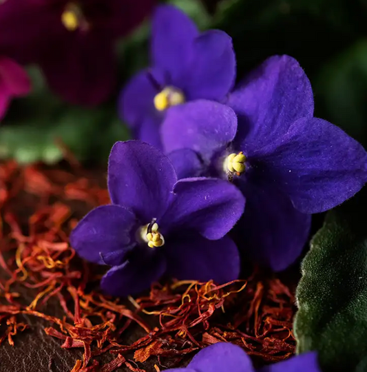 Black Violet & Saffron