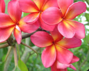 Cashmere Plumeria