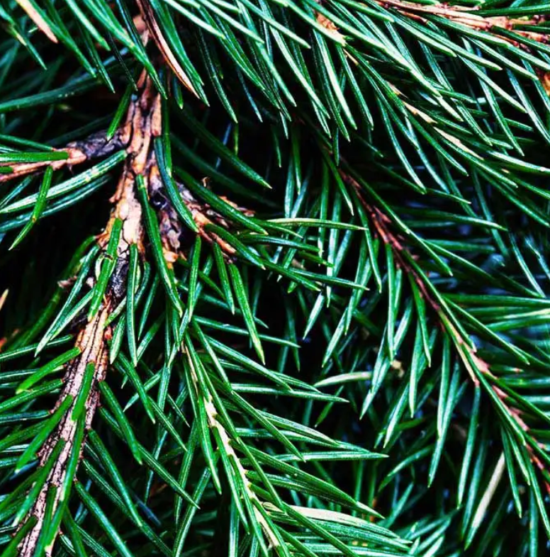 Fraser Fir