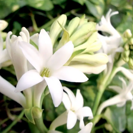 Gardenia Tuberose