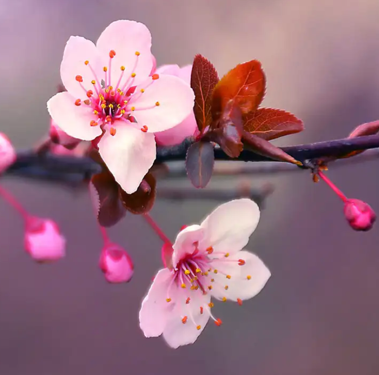 Japanese Cherry Blossom