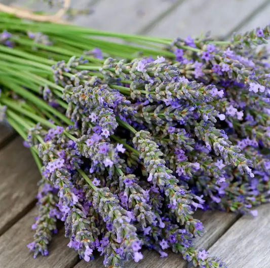 Lavender