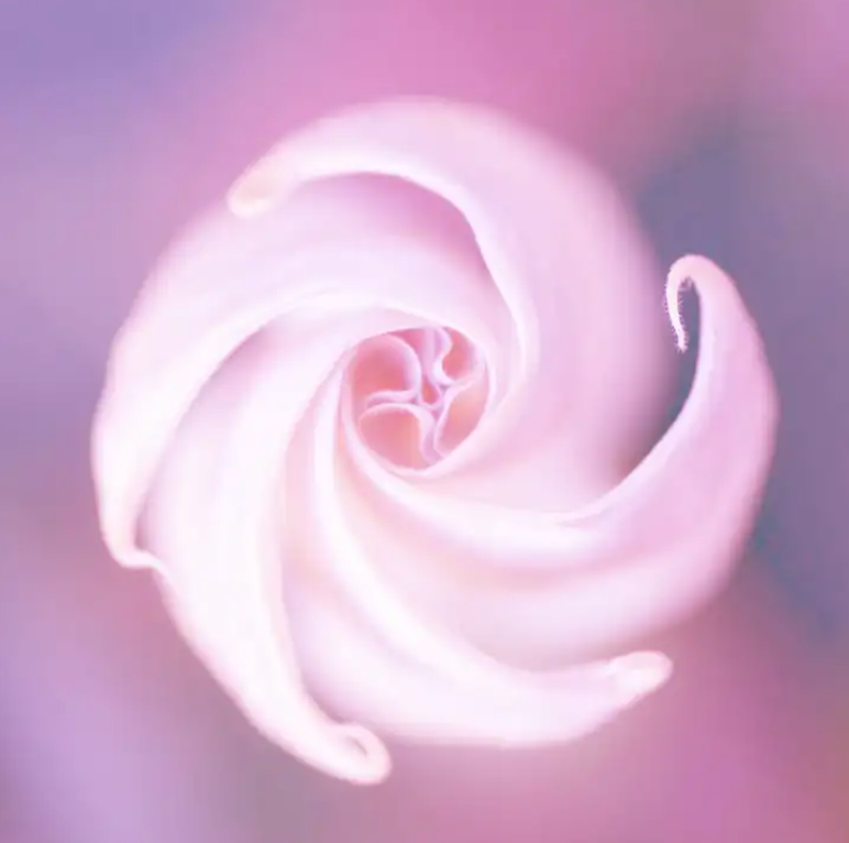 Moonflower Nectar