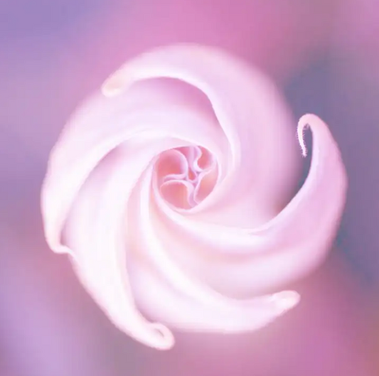 Moonflower Nectar