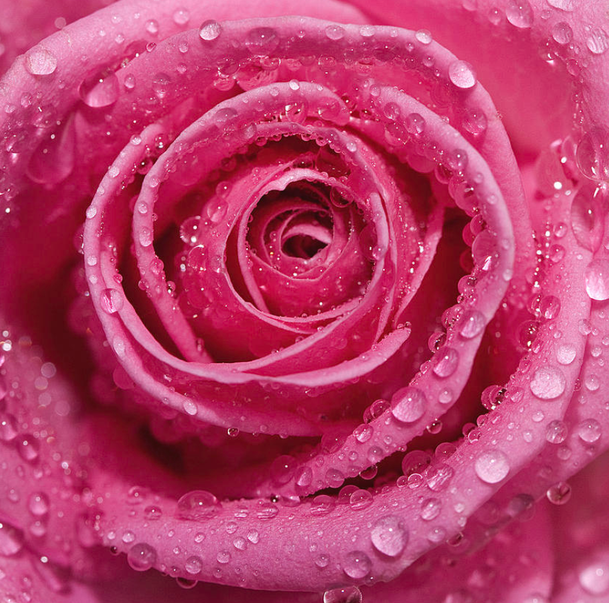 Rain Drops on Roses