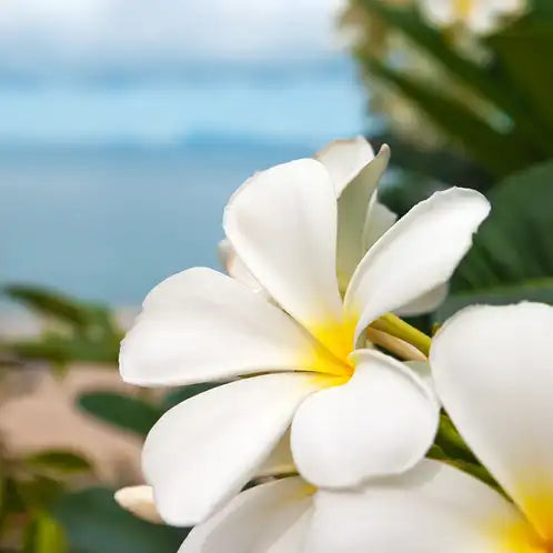 Seaside Plumeria
