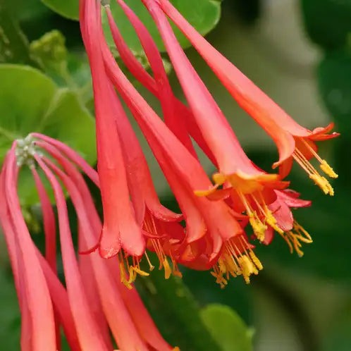 Wild Honeysuckle